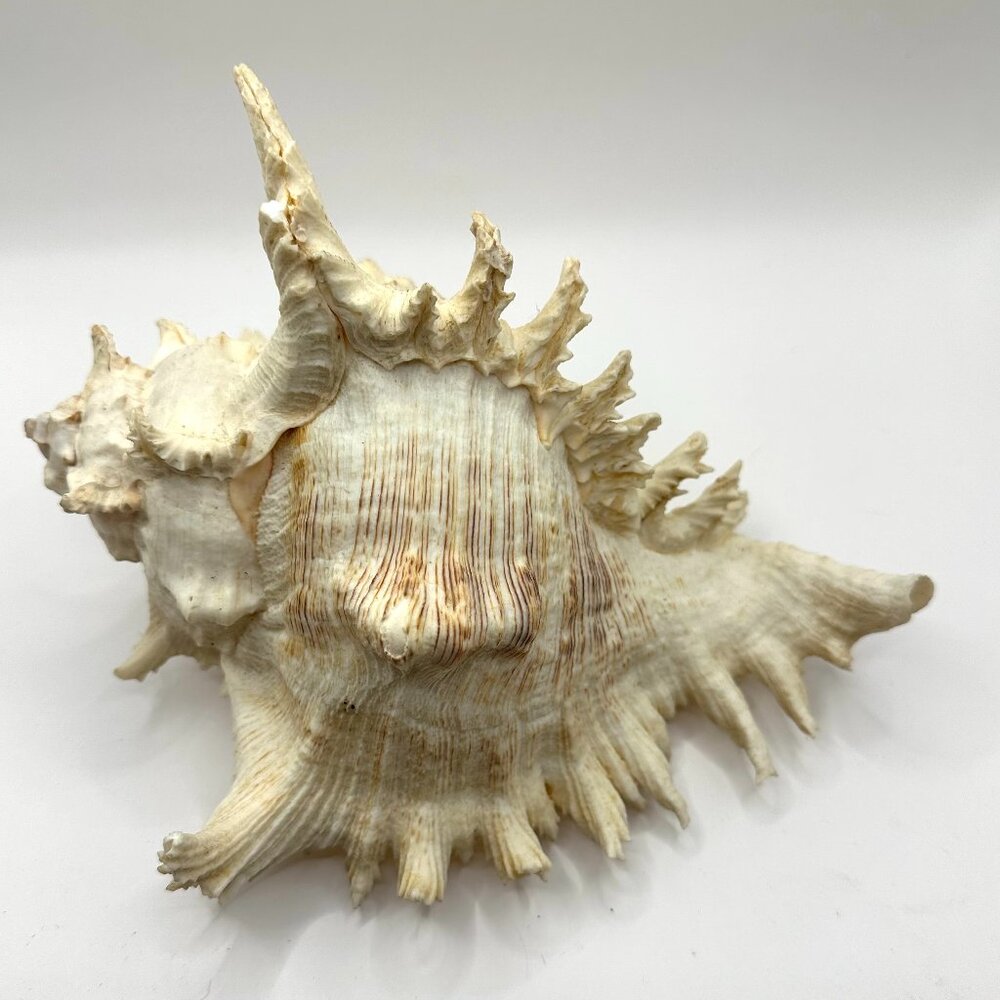 Chicoreus Ramosus Shell Vintage 9 1/2 " long